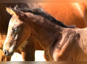 Schweiziskt varmblod, Hingst, Föl (04/2024), 170 cm, Mörkbrun