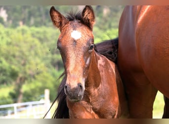 Schweiziskt varmblod, Hingst, Föl (04/2024), 170 cm, Mörkbrun