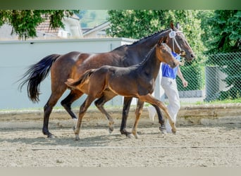 Schweiziskt varmblod, Hingst, Föl (04/2024), Mörkbrun