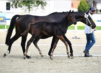 Schweiziskt varmblod, Hingst, Föl (04/2024), Mörkbrun