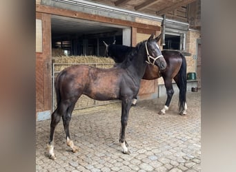 Schweiziskt varmblod, Hingst, Föl (05/2024), Svart