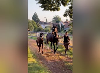 Schweiziskt varmblod, Hingst, Föl (05/2024), Svart