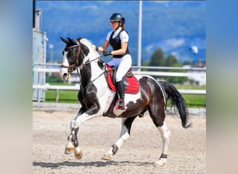 Schweiziskt varmblod, Valack, 15 år, 167 cm, Pinto