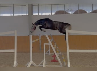 Schweizer Warmblut, Wallach, 4 Jahre, 166 cm, Schimmel