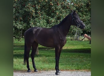 Schweizer Warmblut, Wallach, 9 Jahre, 175 cm, Rappe