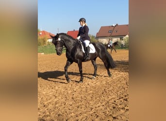 Schweres Warmblut, Hengst, 15 Jahre, 165 cm, Dunkelbrauner