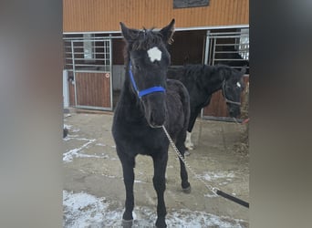 Schweres Warmblut, Hengst, 1 Jahr, 145 cm, Rappe