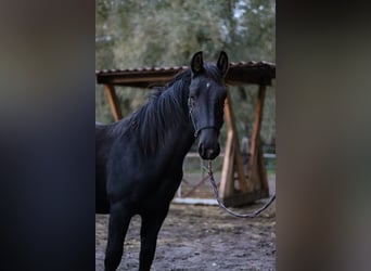 Schweres Warmblut, Hengst, 1 Jahr, 152 cm, Dunkelbrauner Schweres Warmblut, Hengst, 1 Jahr, 152 cm, Dunkelbrauner