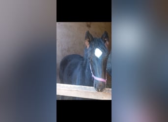 Schweres Warmblut, Hengst, 1 Jahr, 165 cm, Blauschimmel