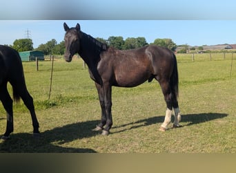 Schweres Warmblut, Hengst, 1 Jahr, 170 cm