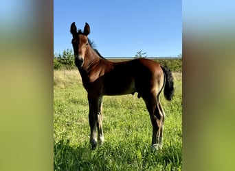 Schweres Warmblut, Hengst, 1 Jahr, Brauner