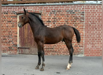 Schweres Warmblut, Hengst, 1 Jahr, Brauner