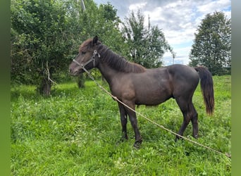 Schweres Warmblut, Hengst, 1 Jahr, Rappe