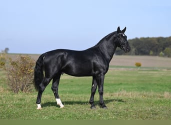 Schweres Warmblut, Hengst, 2 Jahre, Rappe