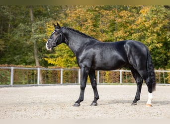 Schweres Warmblut, Hengst, 2 Jahre, Rappe