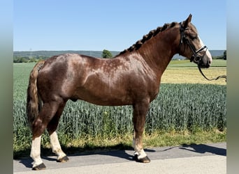 Schweres Warmblut, Hengst, 3 Jahre, 164 cm, Dunkelfuchs