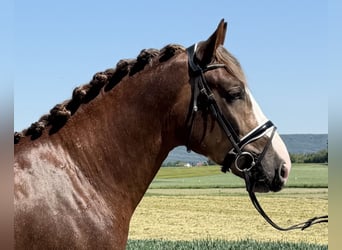Schweres Warmblut, Hengst, 3 Jahre, 164 cm, Dunkelfuchs