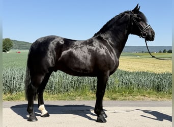 Schweres Warmblut, Hengst, 4 Jahre, 167 cm, Rappe