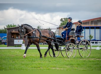 Schweres Warmblut, Hengst, 6 Jahre, 163 cm, Schwarzbrauner