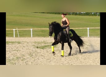 Schweres Warmblut, Hengst, 6 Jahre, 164 cm, Rappe