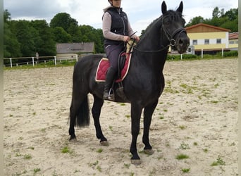 Schweres Warmblut, Hengst, 6 Jahre, 164 cm, Rappe