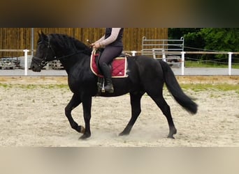 Schweres Warmblut, Hengst, 6 Jahre, 164 cm, Rappe