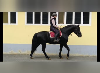 Schweres Warmblut, Hengst, 6 Jahre, 164 cm, Rappe
