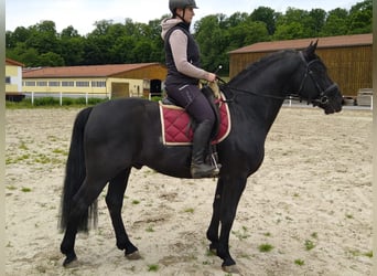 Schweres Warmblut, Hengst, 6 Jahre, 164 cm, Rappe