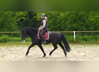 Schweres Warmblut, Hengst, 6 Jahre, 164 cm, Rappe