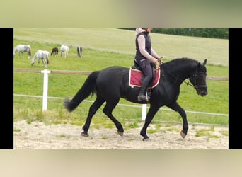 Schweres Warmblut, Hengst, 6 Jahre, 164 cm, Rappe