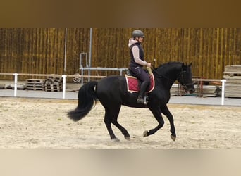 Schweres Warmblut, Hengst, 6 Jahre, 164 cm, Rappe