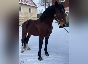 Schweres Warmblut, Hengst, 6 Jahre, 165 cm, Brauner