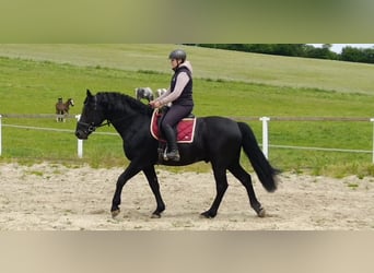 Schweres Warmblut, Hengst, 6 Jahre, 165 cm, Rappe