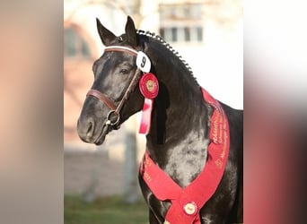 Schweres Warmblut, Hengst, 6 Jahre, 165 cm, Rappe