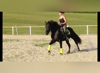 Schweres Warmblut, Hengst, 6 Jahre, 165 cm, Rappe