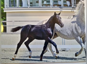 Schweres Warmblut, Hengst, 6 Jahre, 165 cm, Rappe