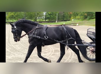 Schweres Warmblut, Hengst, 6 Jahre, 165 cm, Rappe