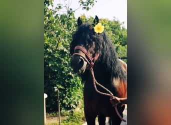 Schweres Warmblut, Hengst, 6 Jahre, 173 cm, Rotbrauner