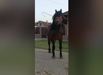 Schweres Warmblut, Hengst, 6 Jahre, 173 cm, Rotbrauner