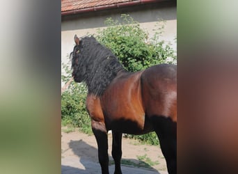 Schweres Warmblut, Hengst, 6 Jahre, 173 cm, Rotbrauner