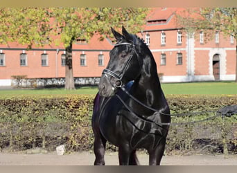 Schweres Warmblut, Hengst, 7 Jahre, 165 cm, Rappe