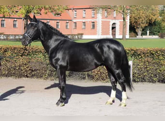 Schweres Warmblut, Hengst, 7 Jahre, 165 cm, Rappe