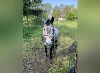 Schweres Warmblut, Hengst, 9 Jahre, 160 cm, Apfelschimmel