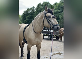 Schweres Warmblut, Hengst, 3 Jahre, 164 cm, Champagne