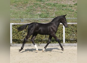 Schweres Warmblut, Hengst, Fohlen (04/2024), 160 cm, Rappe