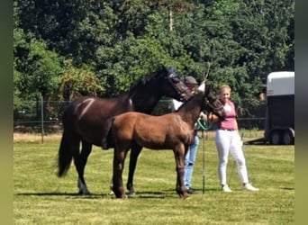 Schweres Warmblut, Hengst, , 165 cm