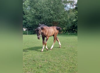 Schweres Warmblut, Hengst, , 165 cm, Rappe