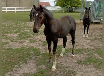 Schweres Warmblut, Hengst, Fohlen (01/2026), 165 cm, Schwarzbrauner
