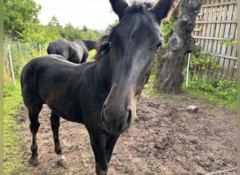 Schweres Warmblut, Hengst, Fohlen (02/2025), 167 cm, Rappe
