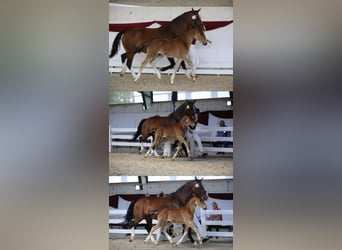 Schweres Warmblut, Hengst, Fohlen (05/2026), Brauner